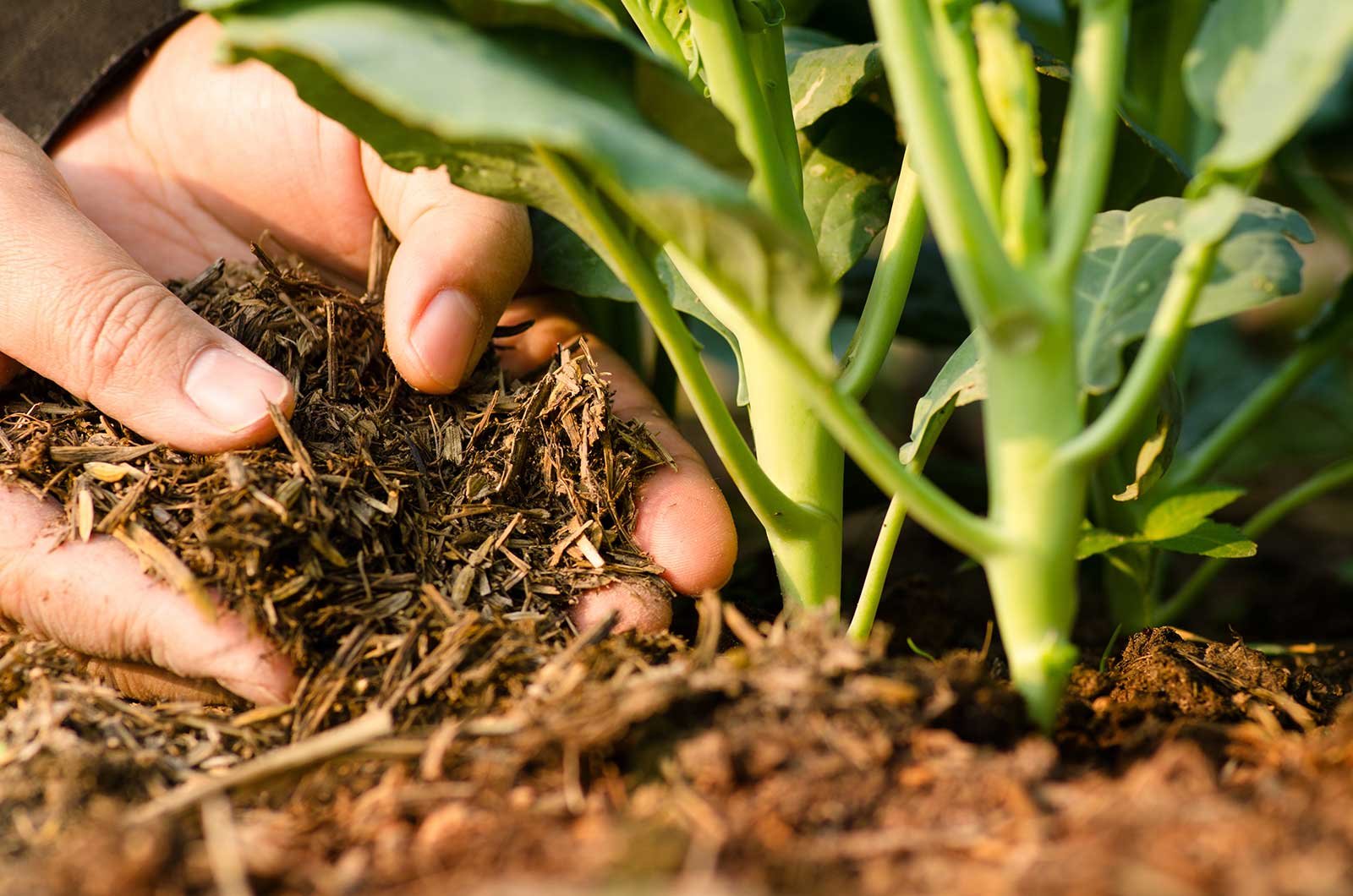 10 Ways Farmers Can Improve Soil Fertility | Rogitex