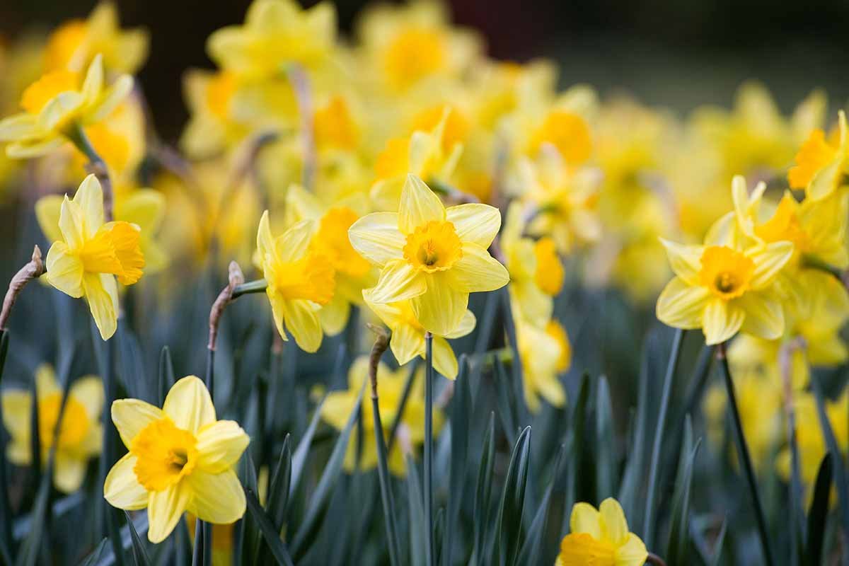 How to Divide and Transplant Daffodil Bulbs | Gardener's Path