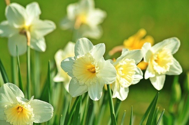 Daffodils and snowdrops are here – but what happens next? - Connecting  Research