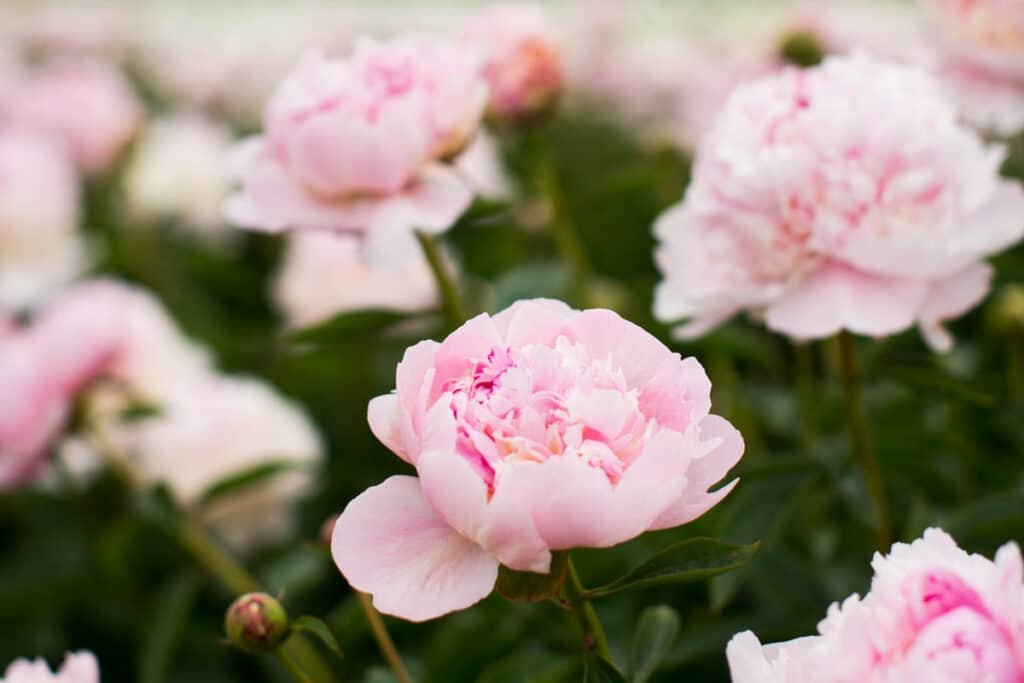 When Do Peonies Bloom? (Plus Tips On A Longer Season) - Green Garden Cottage
