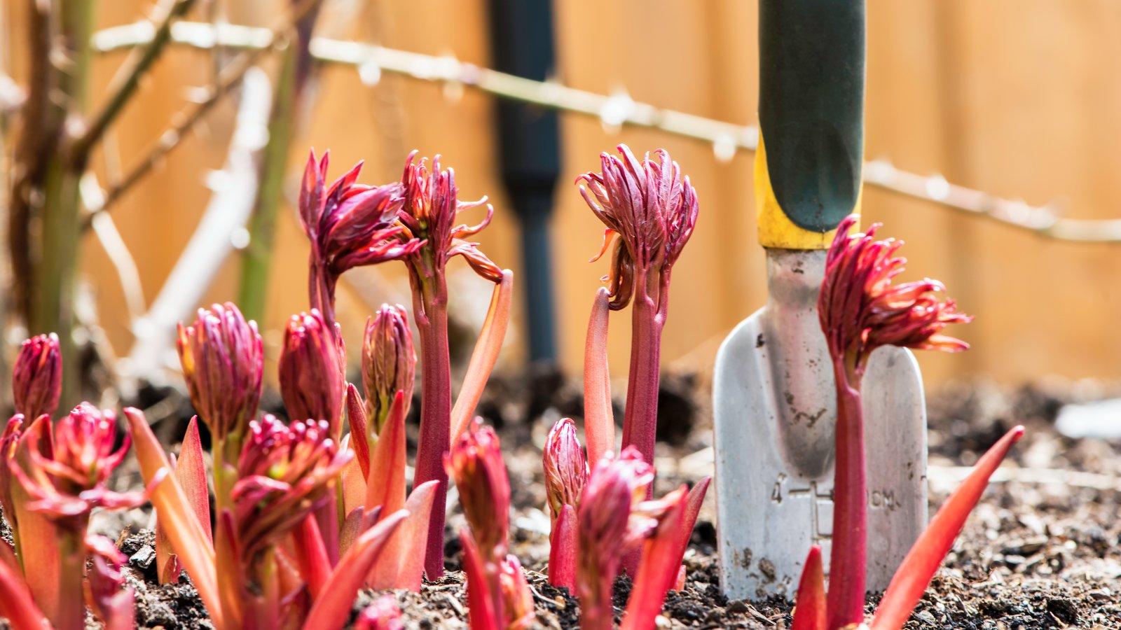 Peony Care In Spring: 6 Tips To Give Plants A Head Start | Gardening Know  How