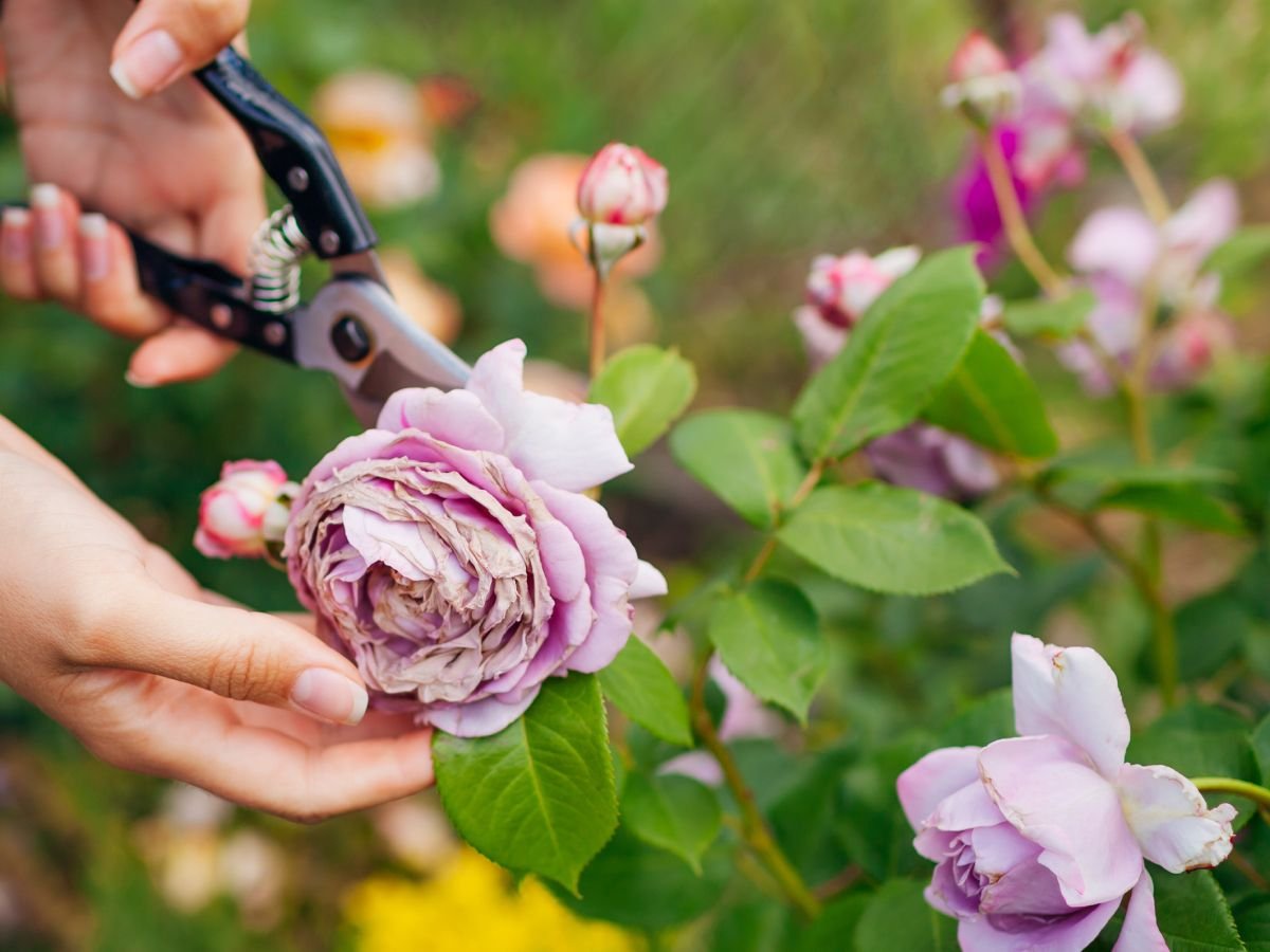 All About Deadheading: Why And How To Do It | Gardening Know How