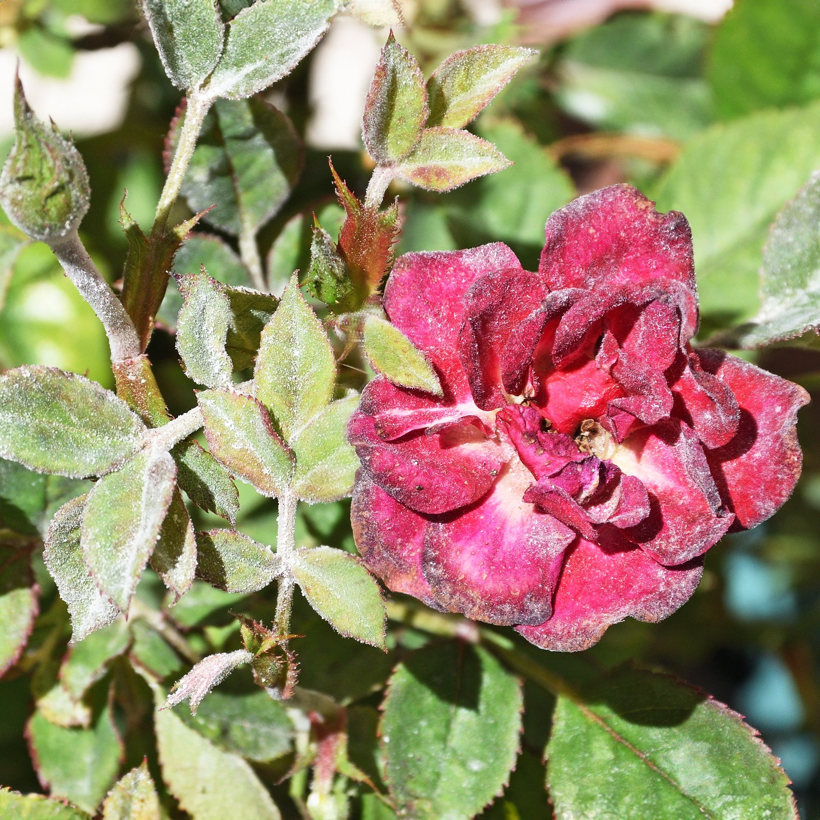 Peony Diseases: Common Problems  How To Treat Them | Gardening Know How