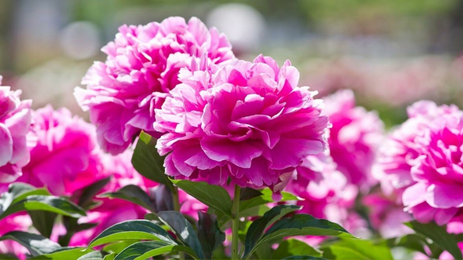 11 Tips For Beautiful Peony Blooms This Season