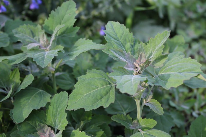 Lamb's Quarters, Amaranth and Wild Greens – Tucson CSA