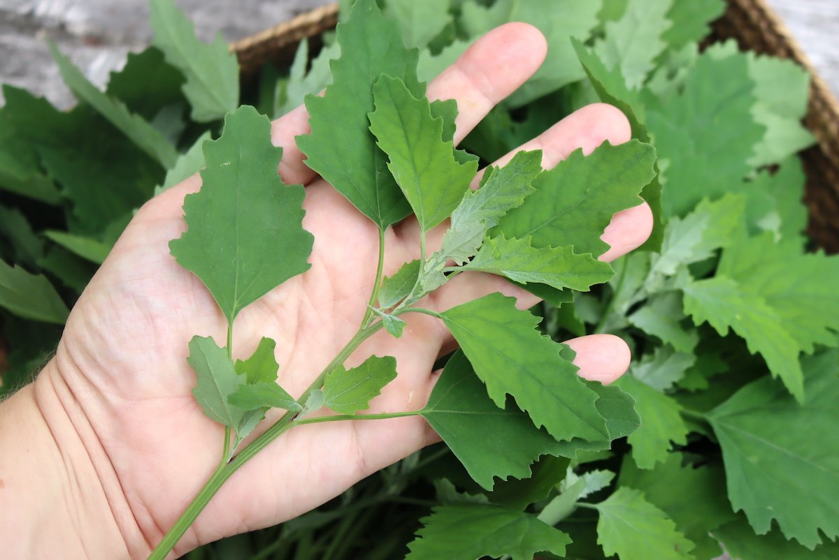 Foraging Lambsquarters ( Ways to Use It) — Practical Self Reliance