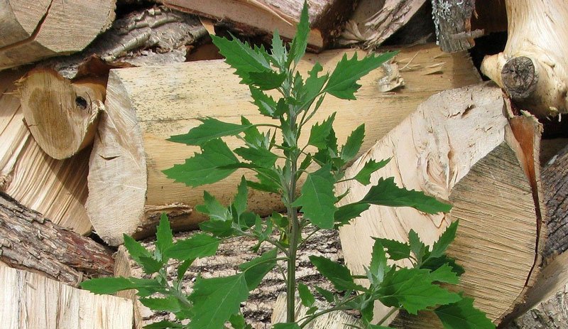 Lamb's Quarters Are A Controversial Forage Find - Hobby Farms