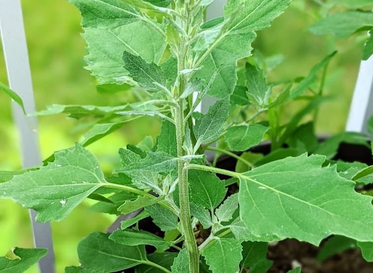 Lamb's Quarters Pesto Recipe - Dorky Little Homestead