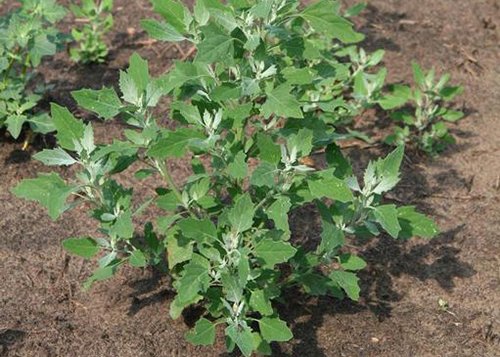 Common Lambsquarters | USU