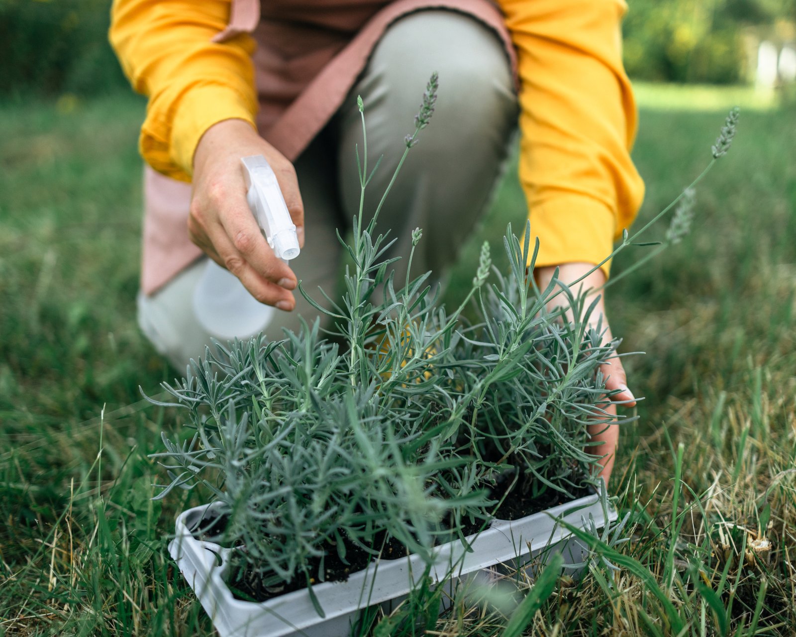 How To Propagate Lavender: A Complete Step-By-Step Guide | Gardening Know How