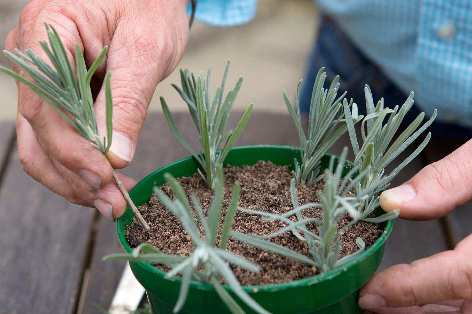How to Take Lavender Cuttings | BBC Gardeners World Magazine