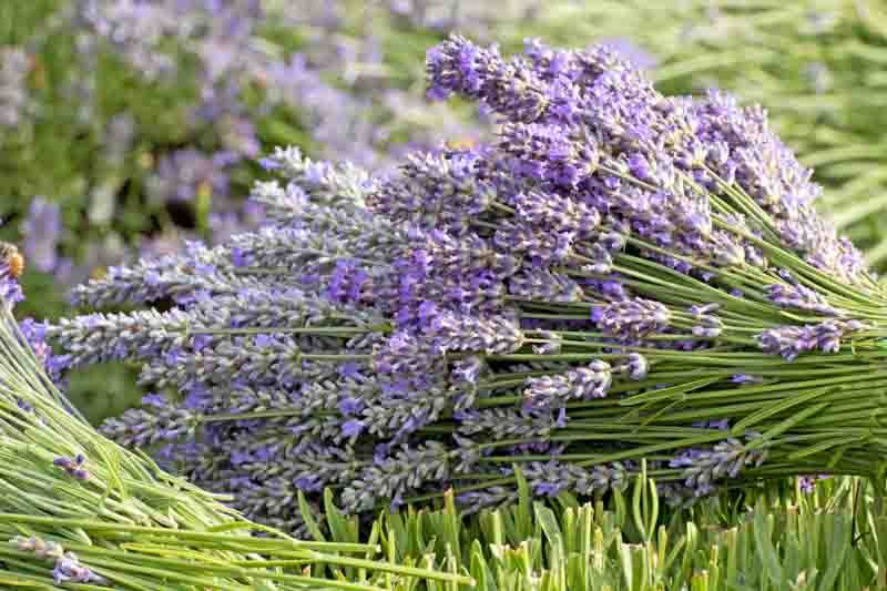 How to Grow Lavender from Seeds: Fragrant Flowers Made Simple