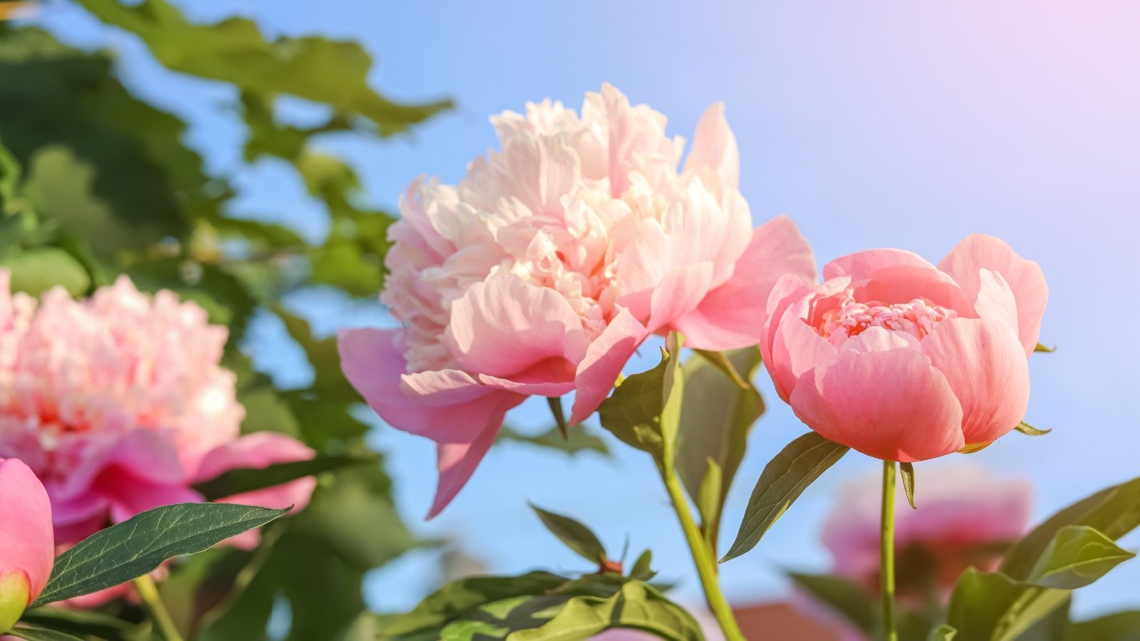 How to Stake Floppy Peonies in X Easy Steps