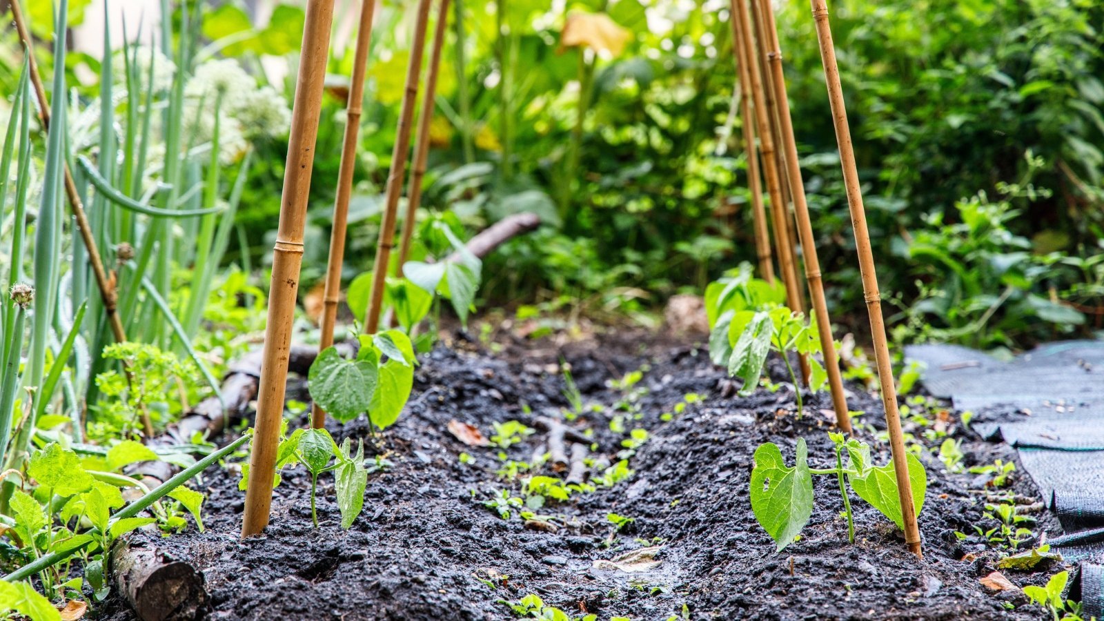 7 DIY Staking Solutions for Tall, Floppy Plants