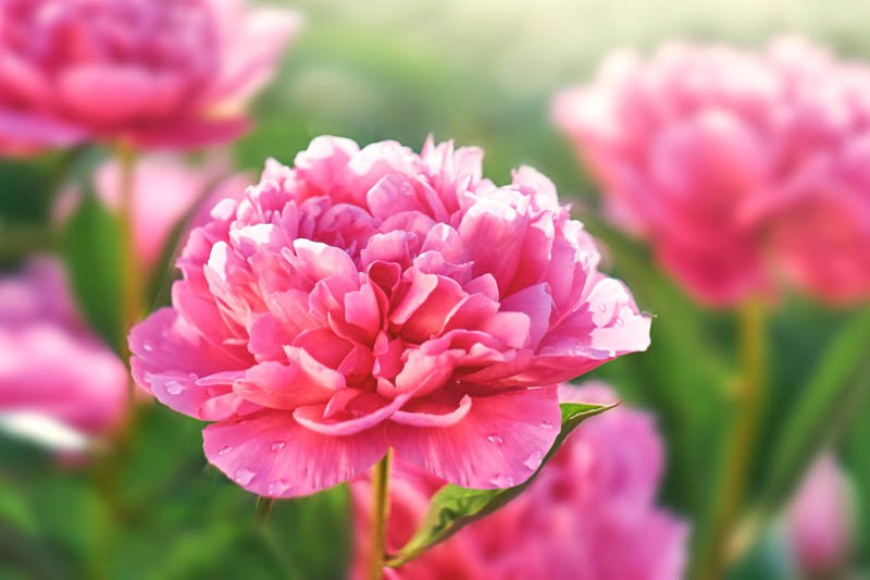 Peonies - All you Need to Know
