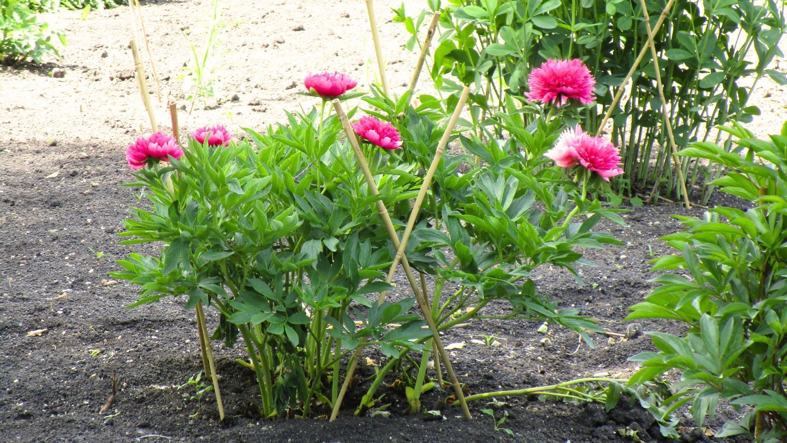 9 Flowers You Should Stake Before They Bloom