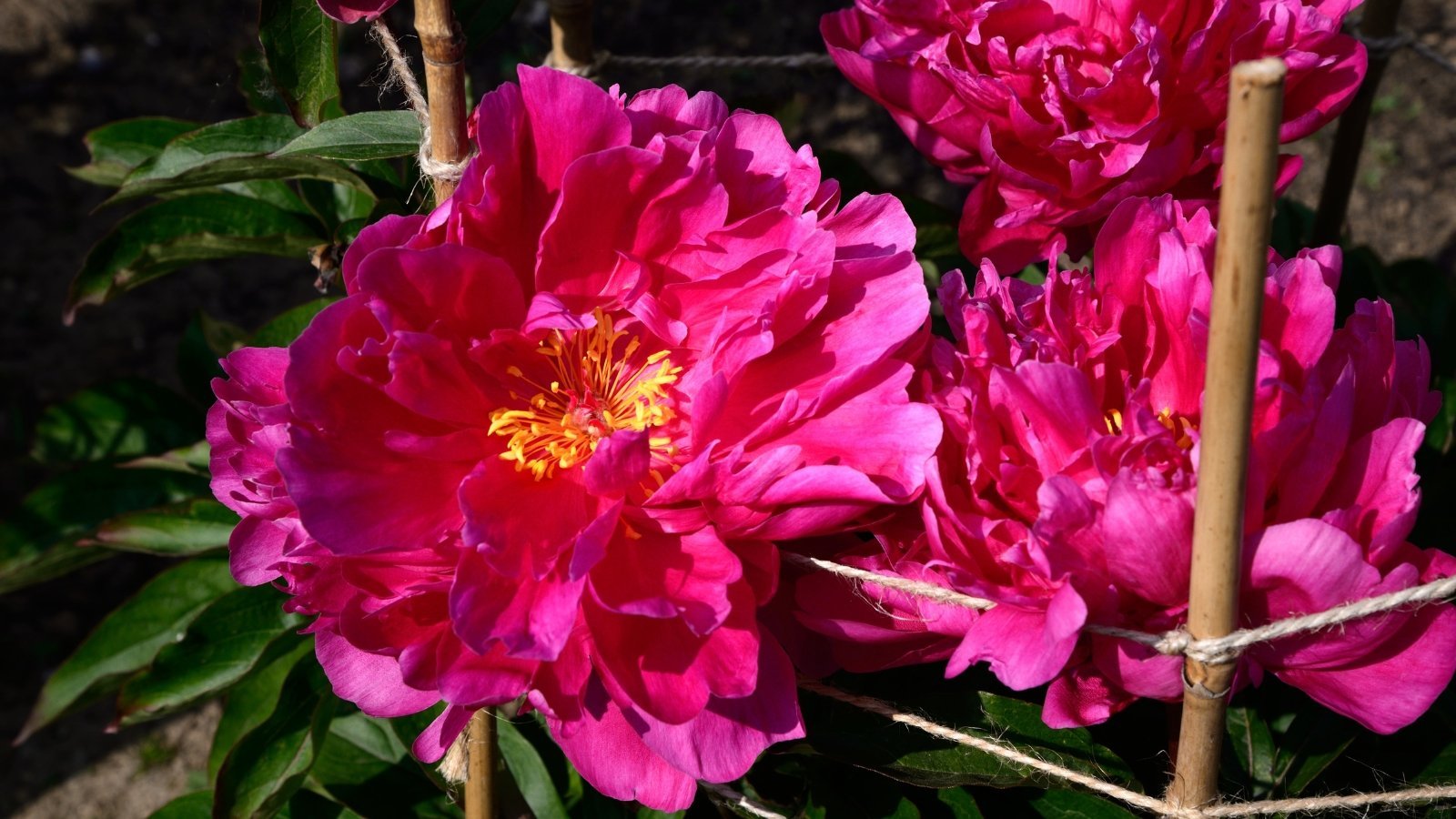 How to Stake Floppy Peonies in X Easy Steps