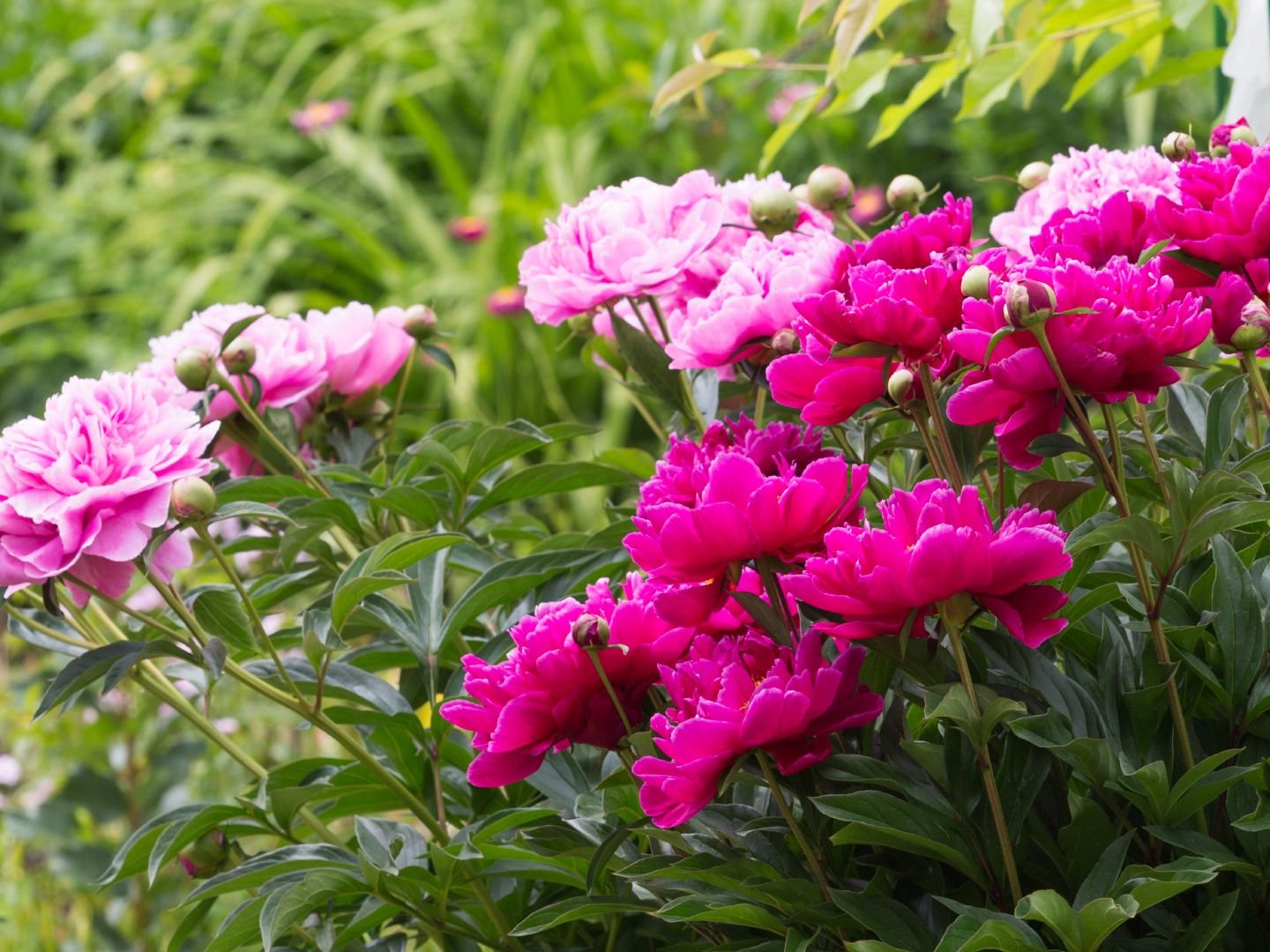 Peony Growing Tips - Inspired By A Michigan Peony Garden | Gardening Know  How