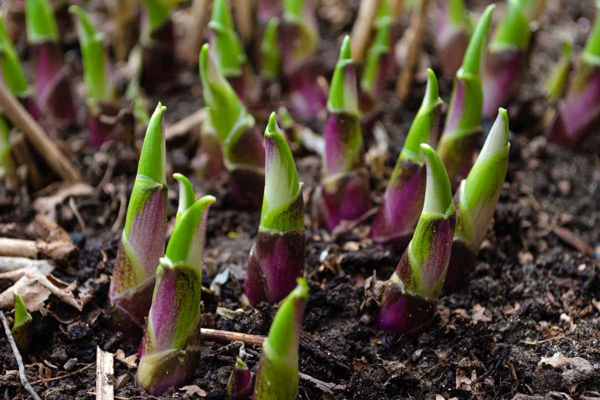 Learn When and How to Divide Hosta Plants | Gardener's Path