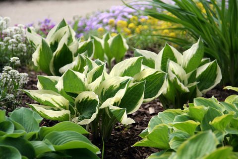 How to Keep Your Hostas Healthy  Happy | NatureHills.com
