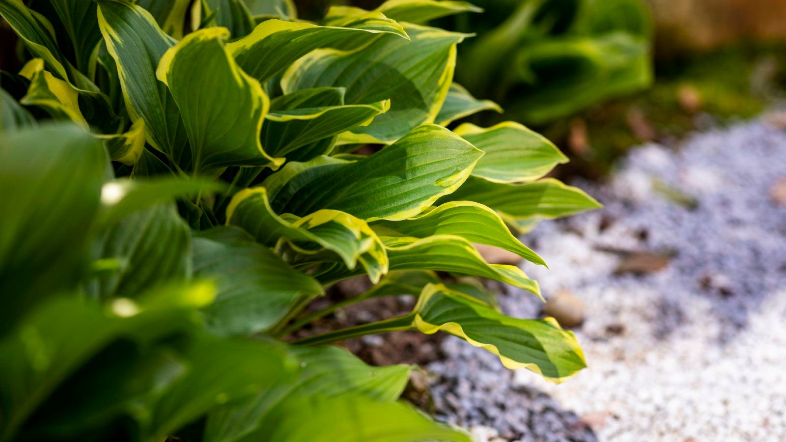 Hosta Fertilizer Needs: Information About Feeding Hostas | Gardening Know  How