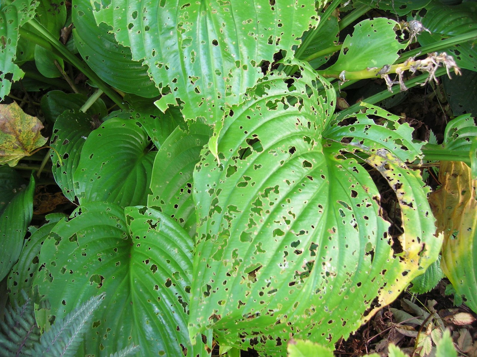 Slugs bugging your hostas? Spray 'em with 'slug juice' | Gardeningonthego's  Blog