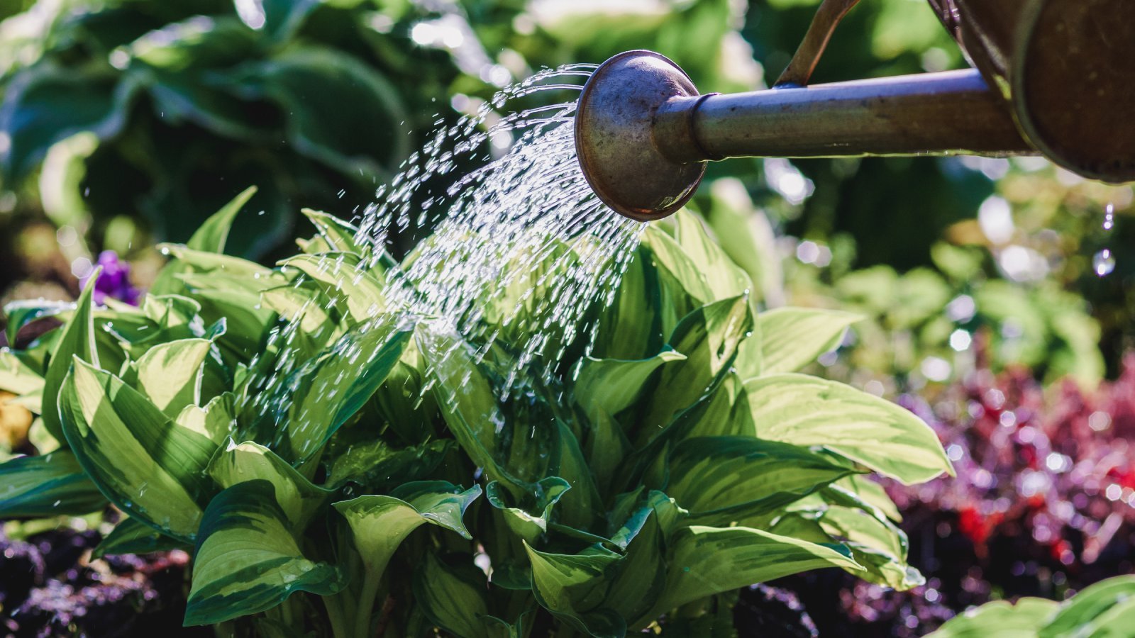 Hosta Irrigation Requirements – How Much Water Do Hostas Need | Gardening  Know How