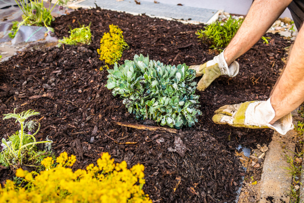 Mulching 101: Benefits and techniques for healthier gardens