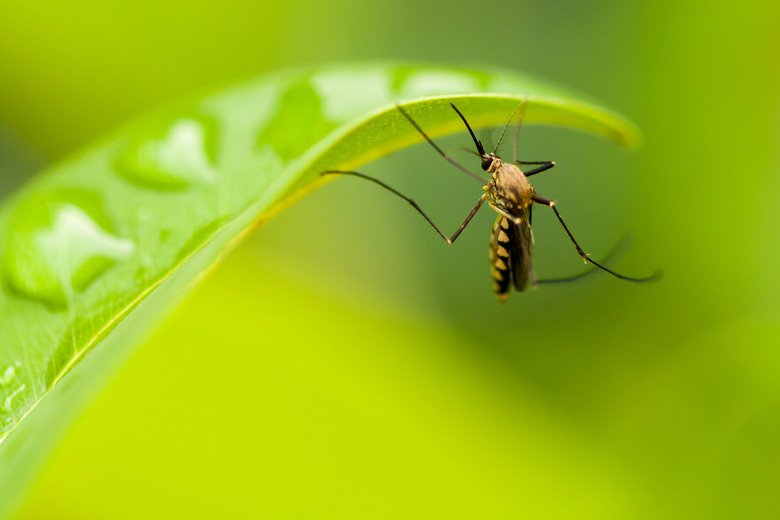 Are There Actually Plants That Repel Mosquitoes? Here's What The Science Says
