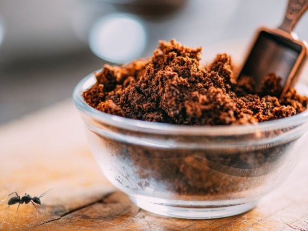 Mẹo diệt kiến bằng bã cà phê hiệu quả, đơn giản | Cleanipedia VN