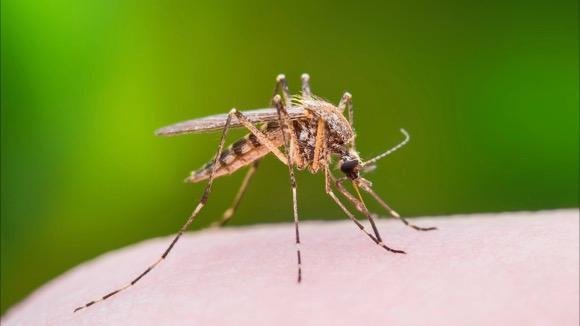How to Get Rid of Mosquitoes - Consumer Reports