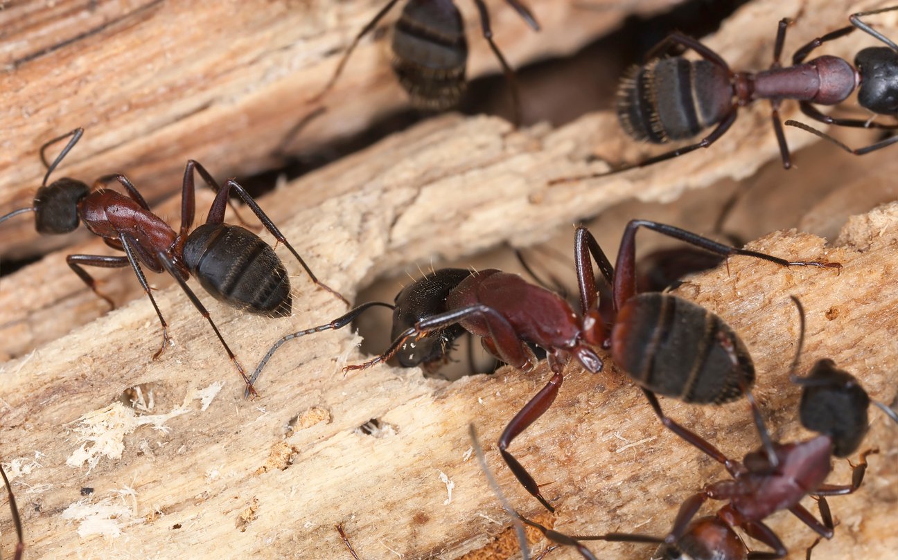 Ants in My House: Elimination Tips - Rose Pest Solutions