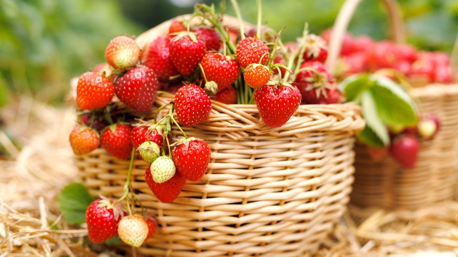 5 Ways to Extend The Strawberry Harvest Season into Fall | Gardening Know  How