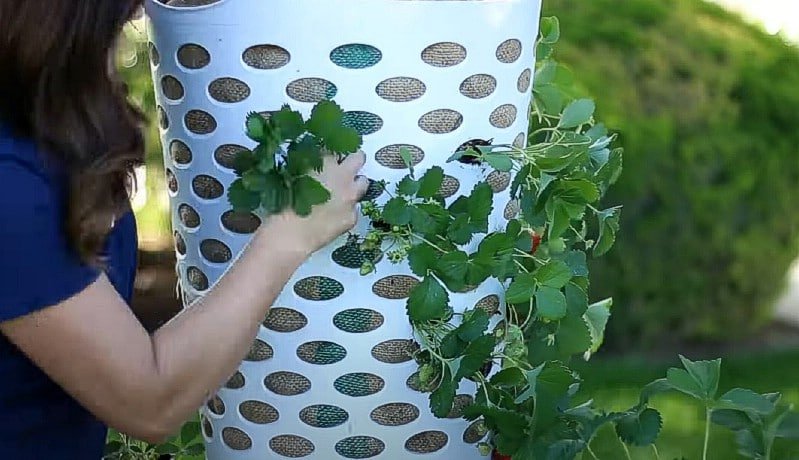 How to Make a Strawberry Planter Out of a Laundry Basket - DIY  Crafts