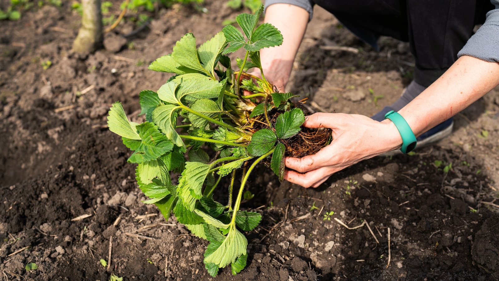 Strawberry Growth Stages: How Fast do Strawberries Grow?