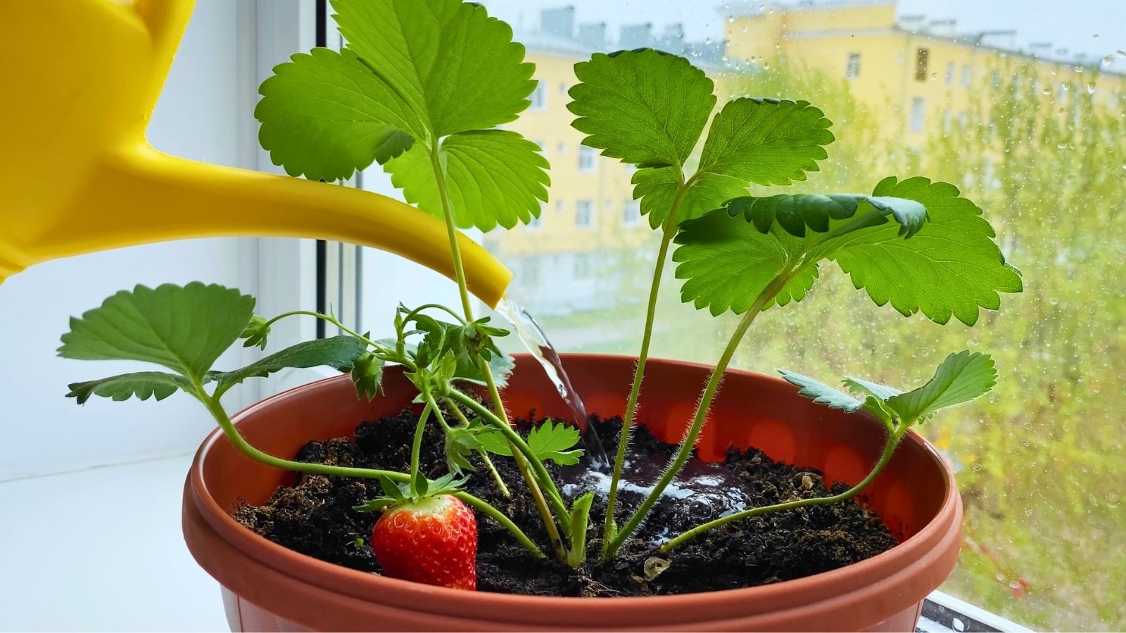 Bare Root Strawberries: How and When To Plant Them