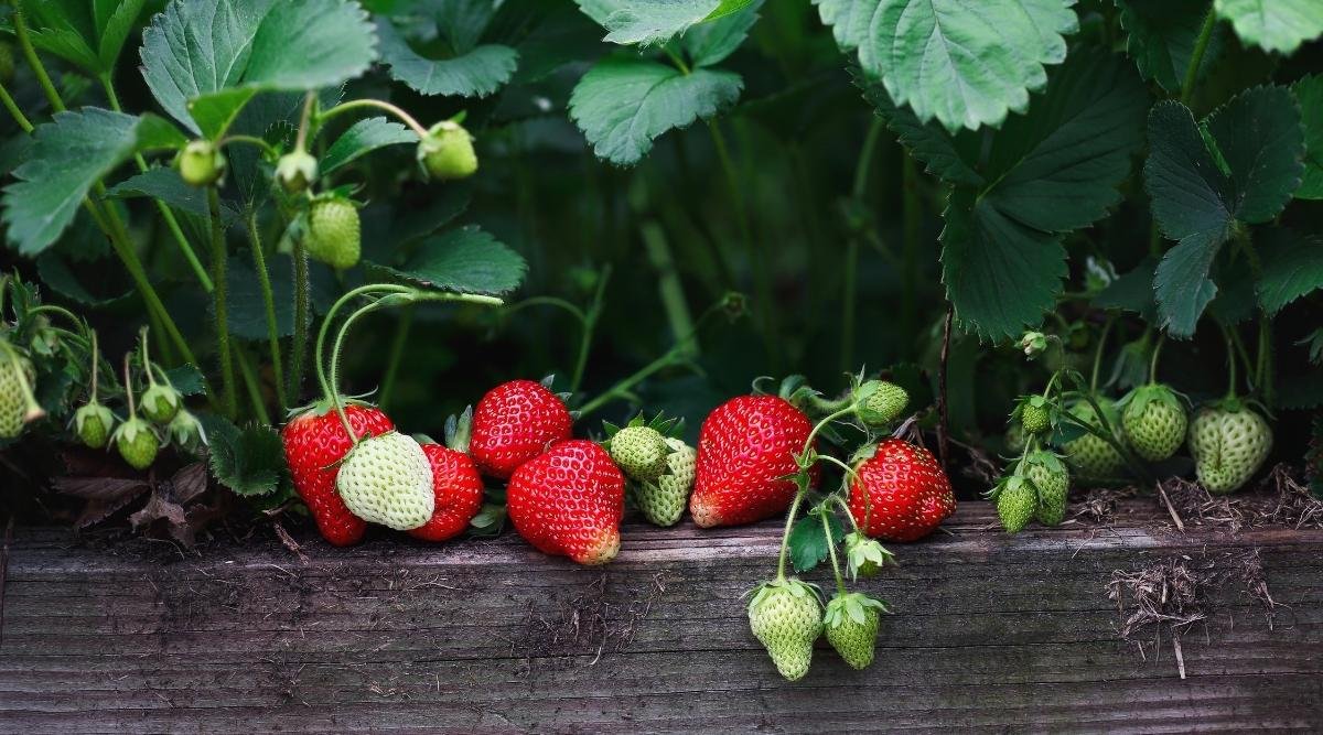 11 Tips For Growing Strawberries in Raised Beds