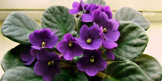 Cornell Cooperative Extension | ​African Violets