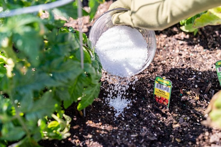 How To Use Epsom Salt For Plants: Myths and Facts - Plants Spark Joy