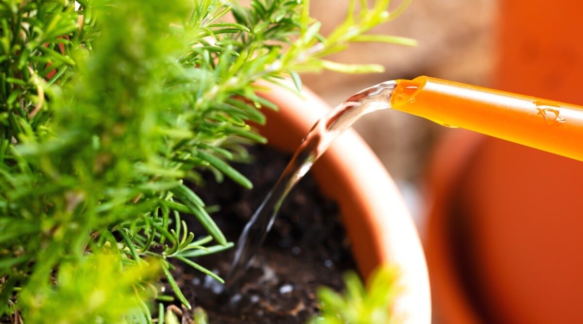 How Much and How Often Should You Water Rosemary?