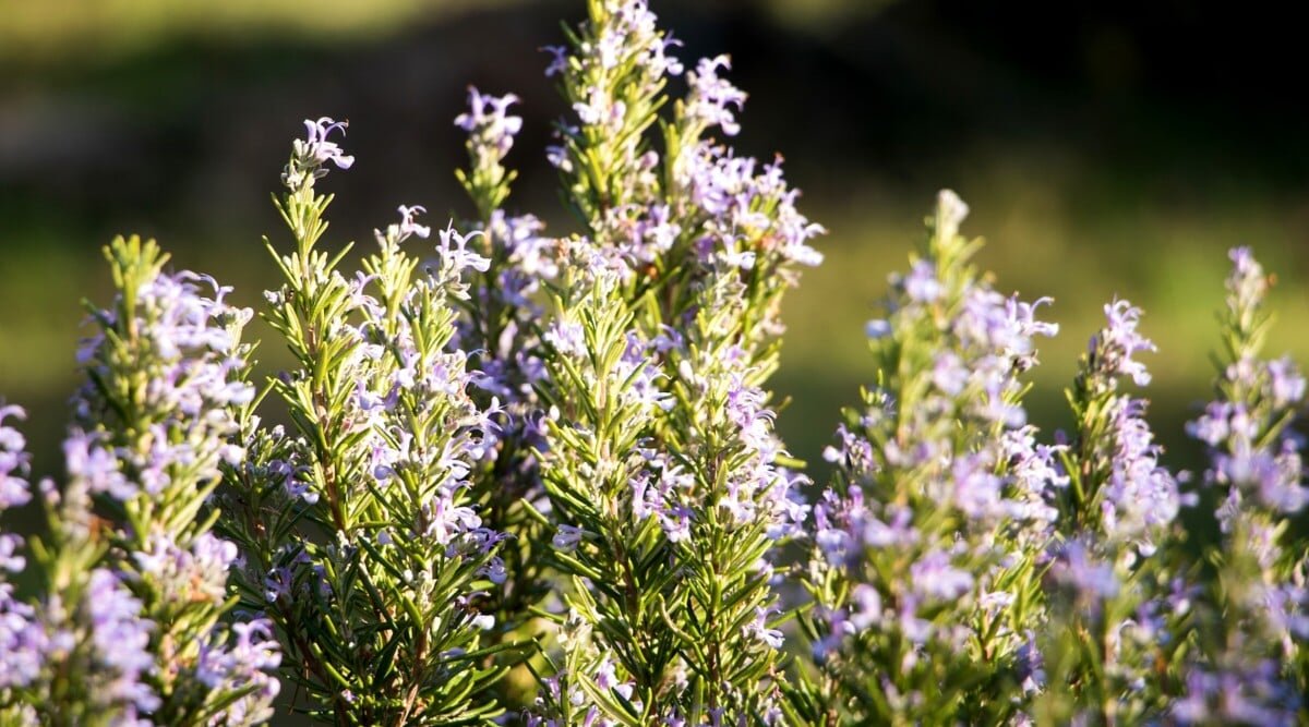 Does Rosemary Need Full Sun, Partial Shade, or Full Shade?