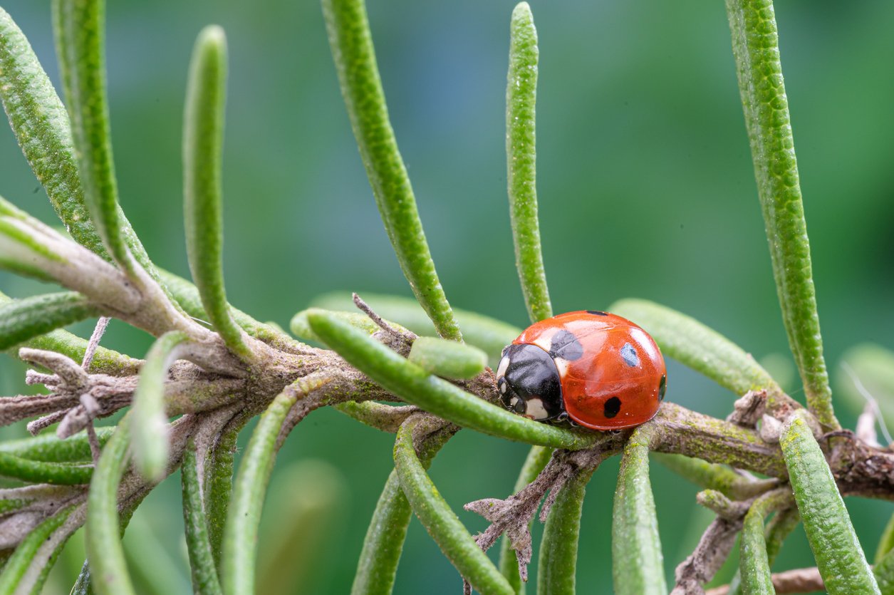 What to Do About Pests that Can Harm Your Rosemary Plants - Food Gardening  Network