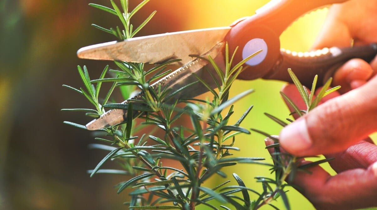 When and How to Prune Rosemary Plants