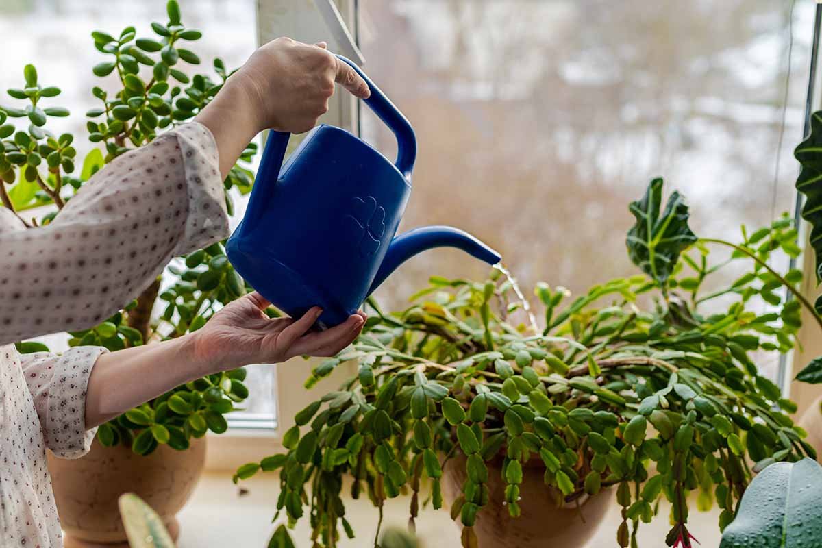 How to Save an Overwatered Christmas Cactus | Gardener's Path