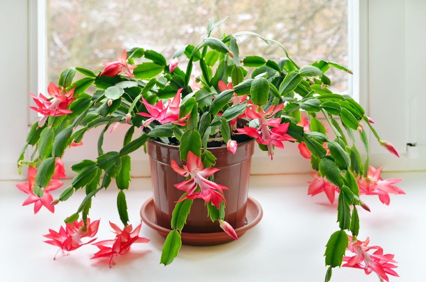 Christmas Cactus Care - Beat Your Neighbor