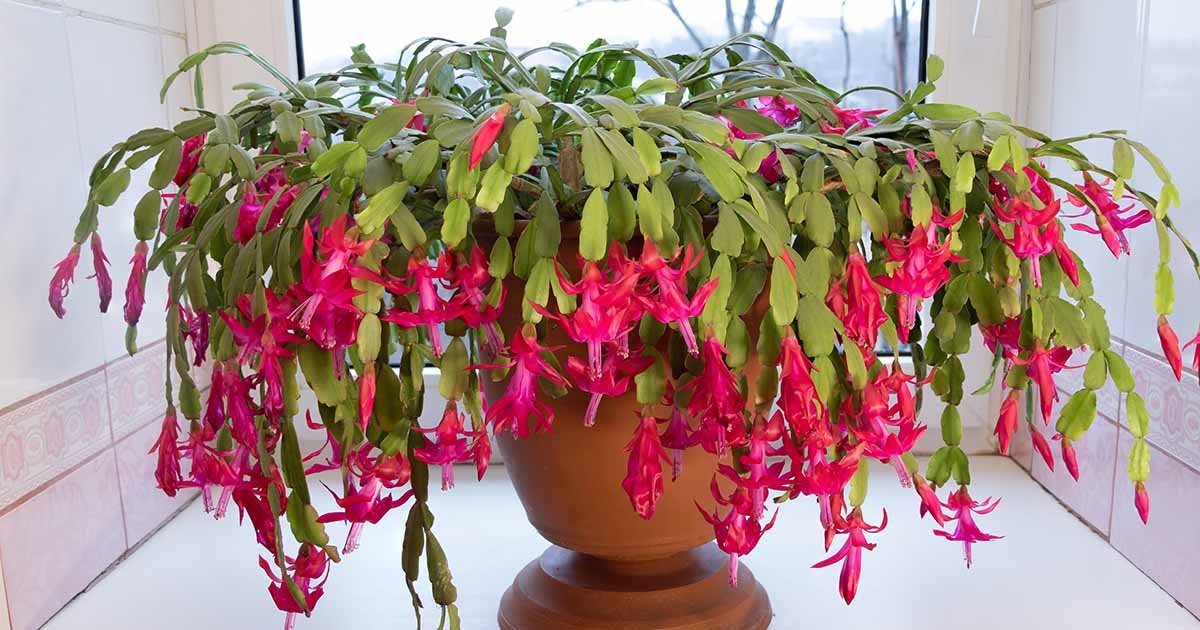 What Are the Different Types of Holiday Cacti? | Gardener's Path