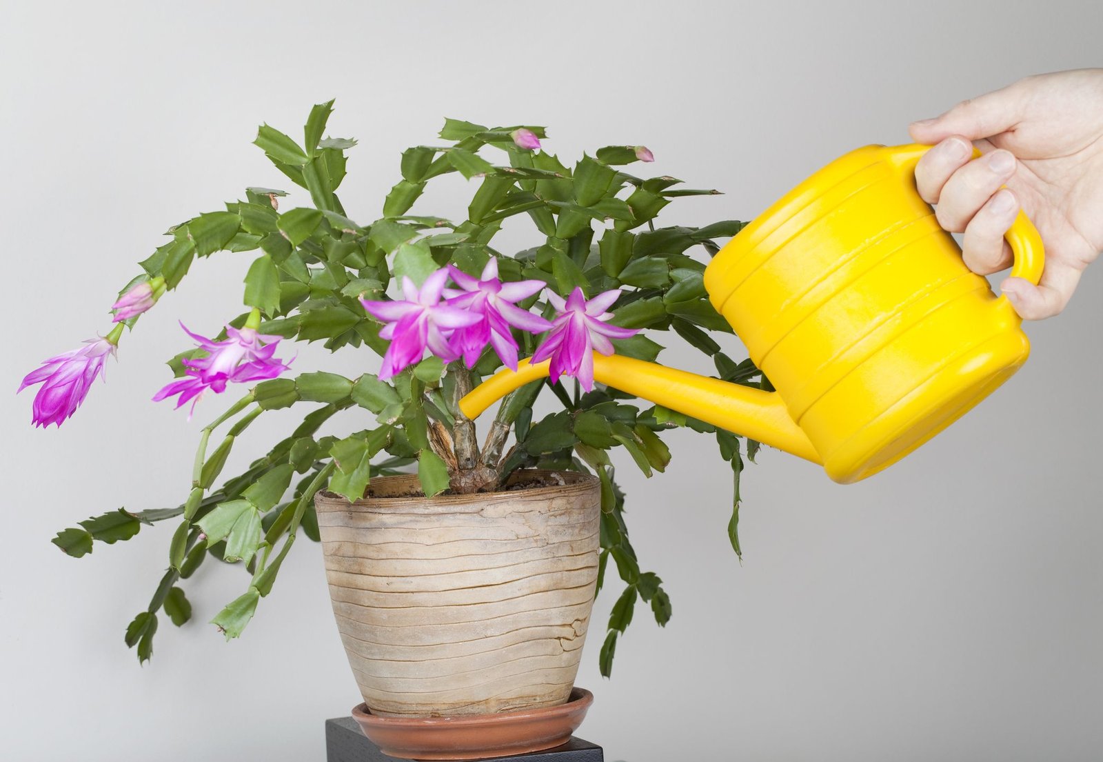 How to Care for a Christmas Cactus: Expert Tips