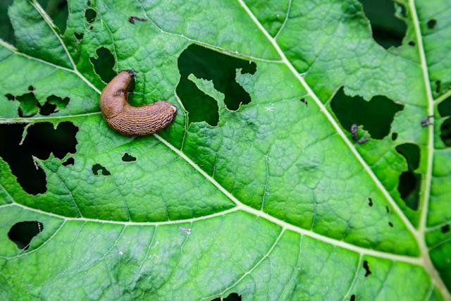 How to Use Potato Peels in the Garden to Control Pests, Enrich Soil, and  More