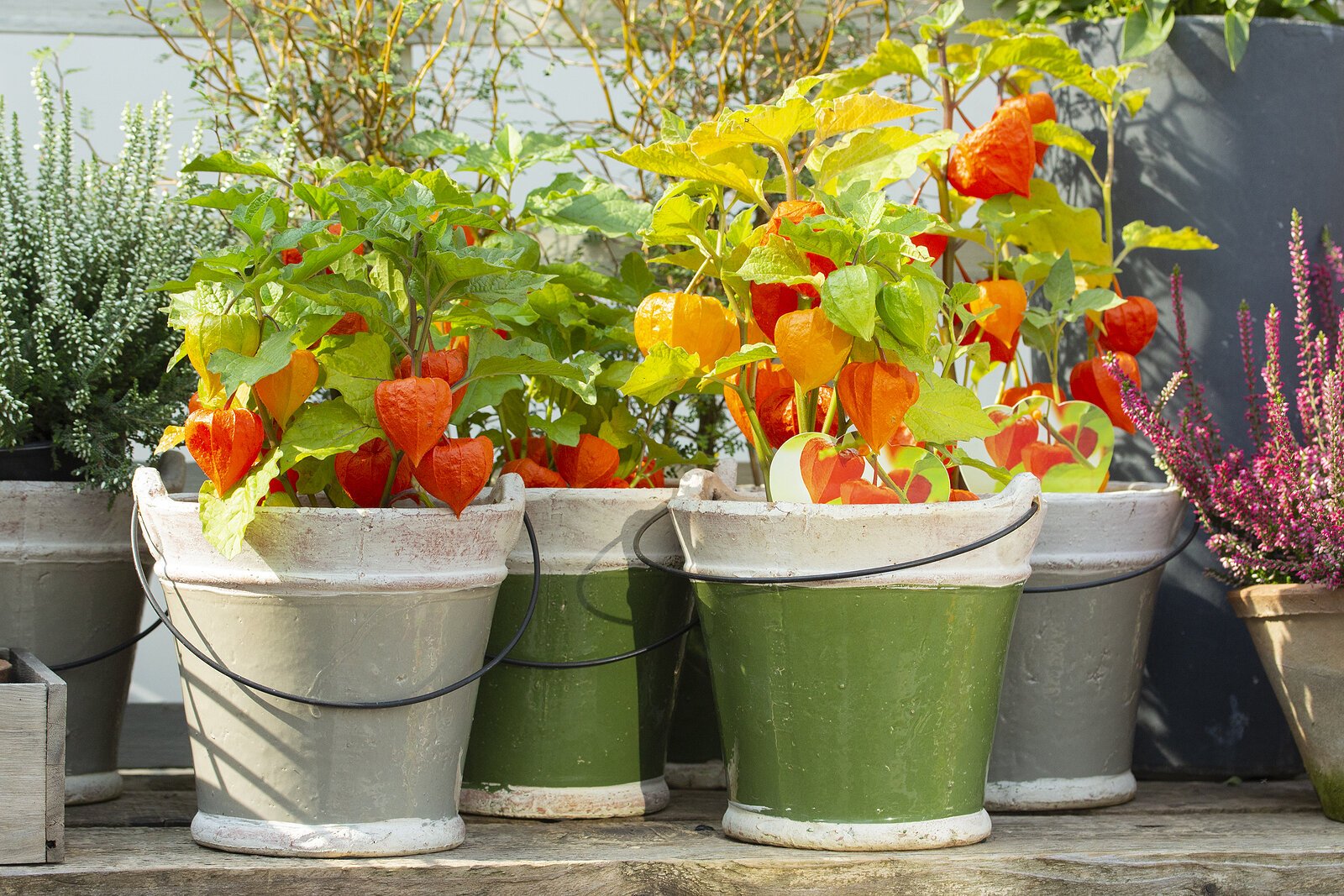 Container Sizes for Growing Vegetables - Harvest to Table