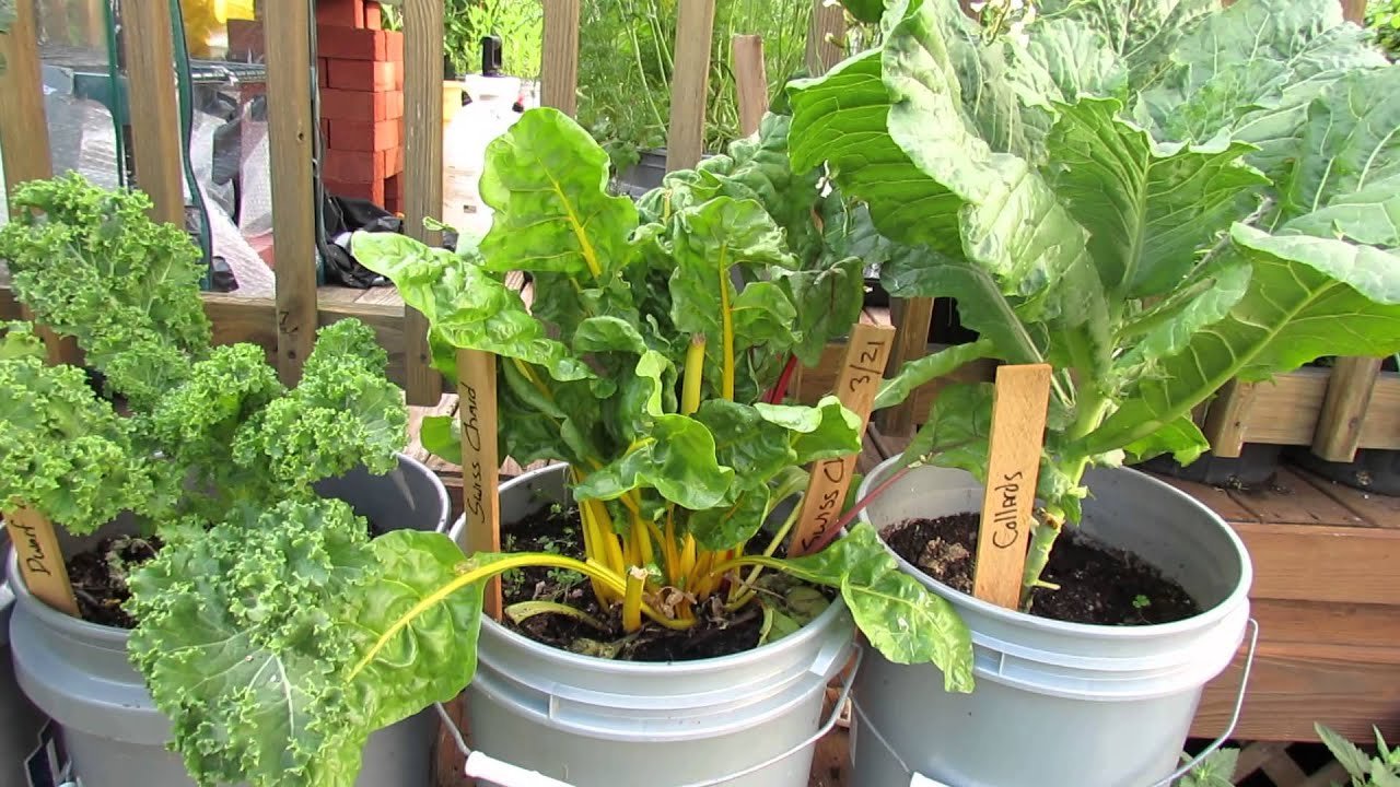 5 Gallon Container Plants (Full Size Examples): Kale, Chard, Peas, Lettuces   Tomatoes - TRG 2015
